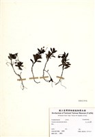 藏品(玉山水苦賈)的圖片